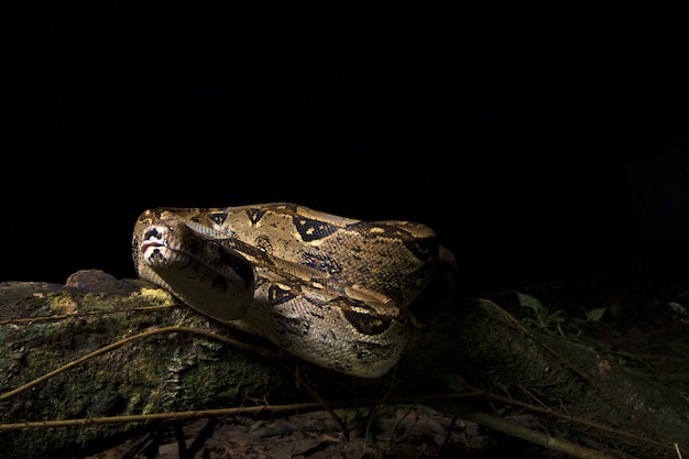 A dimly lit, dramatic scene depicting the Boitatá as a giant, fiery snake slithering through a dark forest at night. The snake's scales should appear to be made of flames, illuminating the surrounding vegetation with an eerie glow.