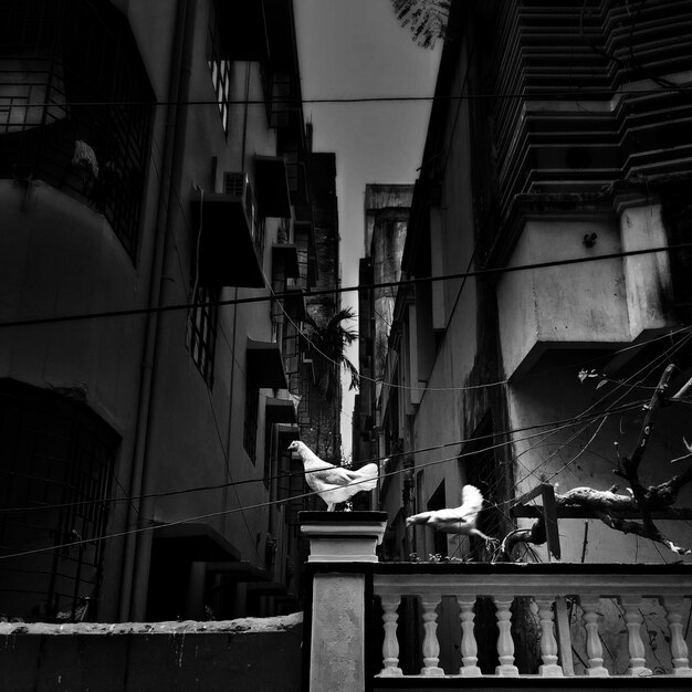 A black-and-white, artistic photo of a favela in Rio de Janeiro during golden hour, emphasizing the interconnectedness of the houses, rooftops, and the people living there. The photograph aims to capture the essence and resilience of favela life.