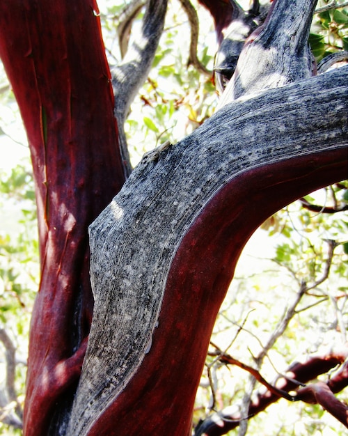 A detailed and close-up image of a Brazilwood tree (Pau-Brasil), showcasing its reddish bark and green leaves. The image should highlight the tree's significance as a national symbol and its history in Brazil.