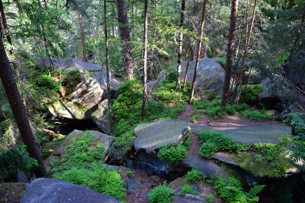 A panoramic view of the lush green canopy of the Pedra Branca State Park, showcasing the dense vegetation and biodiversity of the Atlantic Forest, with sunlight filtering through the leaves.