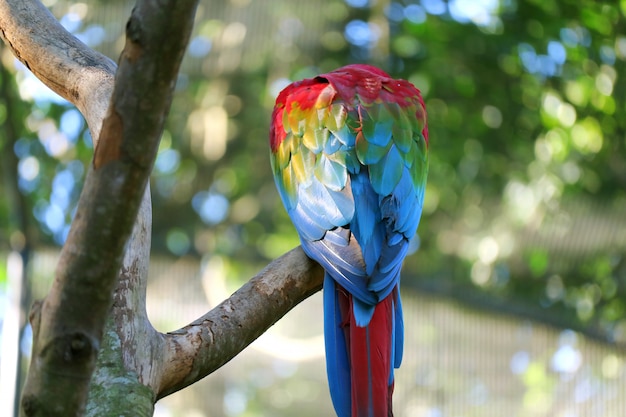 A close-up shot of a very old and colorful macaw perched on a branch, with a blurred background of the Amazon rainforest, emphasizing its age and the rich biodiversity of Brazil.
