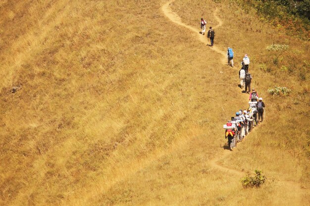 An aerial shot portraying indigenous Brazilians harvesting cassava in a field, showcasing the traditional methods of cultivation and the rich, fertile land.