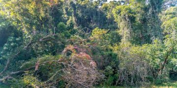 Ativistas Ambientais Brasileiros: Proteção da Amazônia em 2025 - Cover Image
