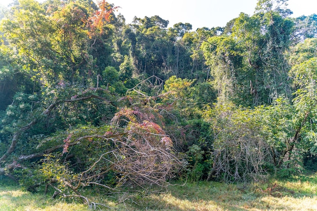 Ativistas Ambientais Brasileiros: Proteção da Amazônia em 2025